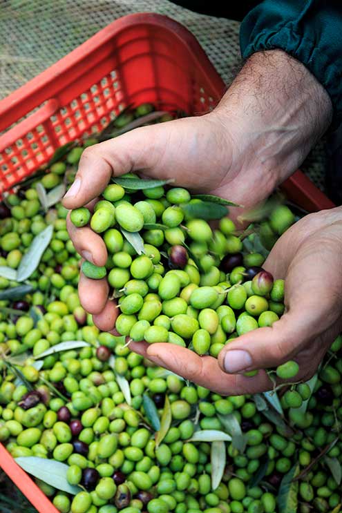 Frisch geerntete Oliven