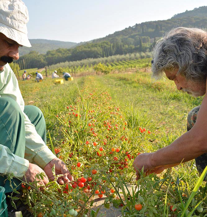 Picking tomatoes by hand
