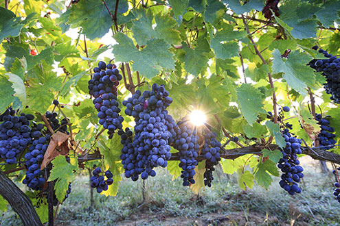 Ripe bunches of Sangiovese