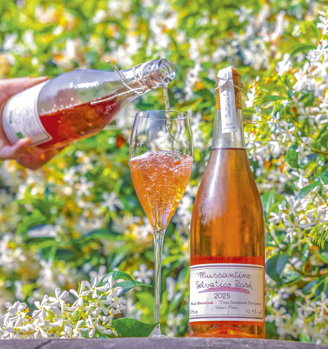 Mussantino Selvatico Rosé 2025