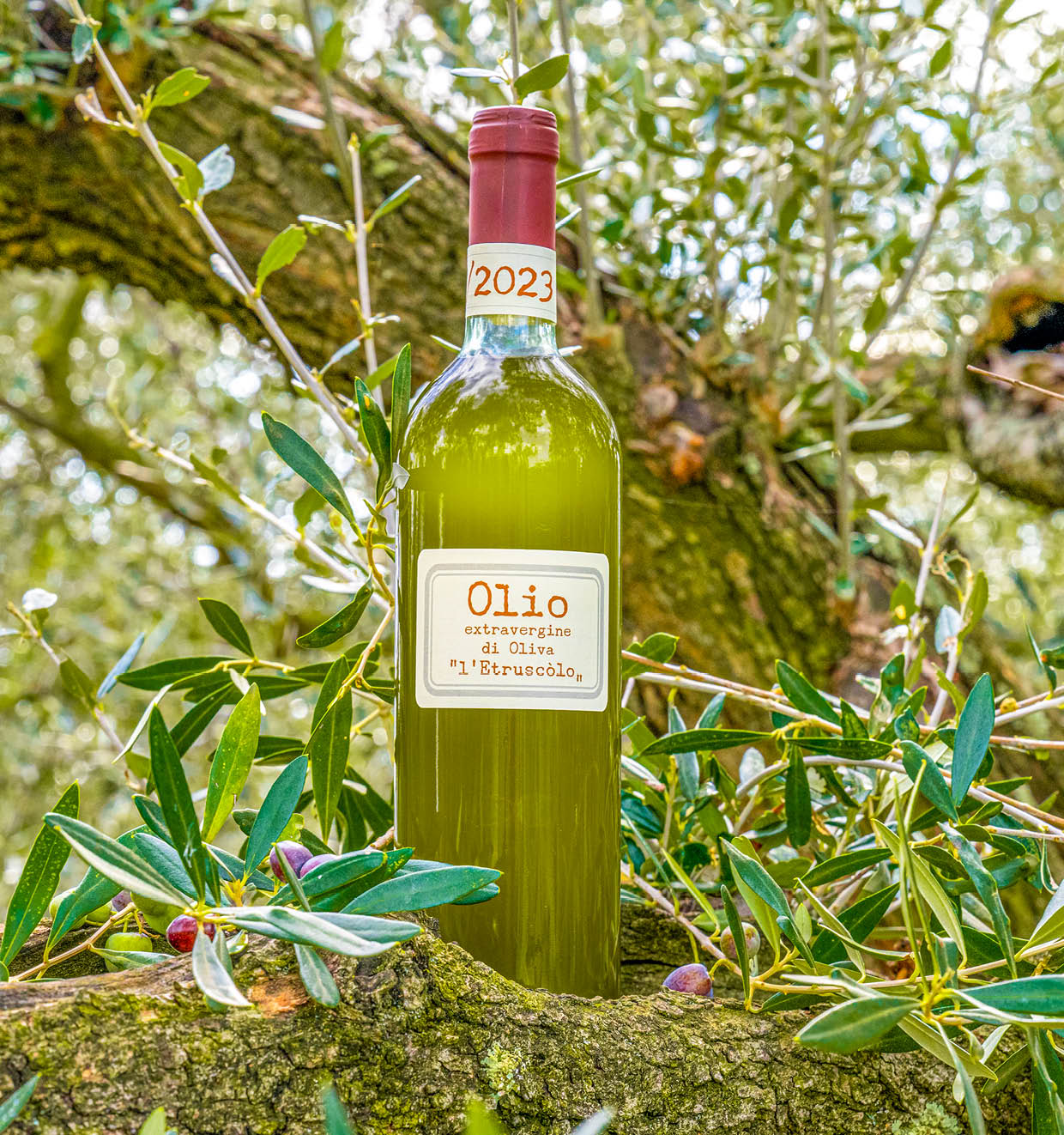 Extra Virgin Olive Oil 2023<br>'l' Etruscòlo'