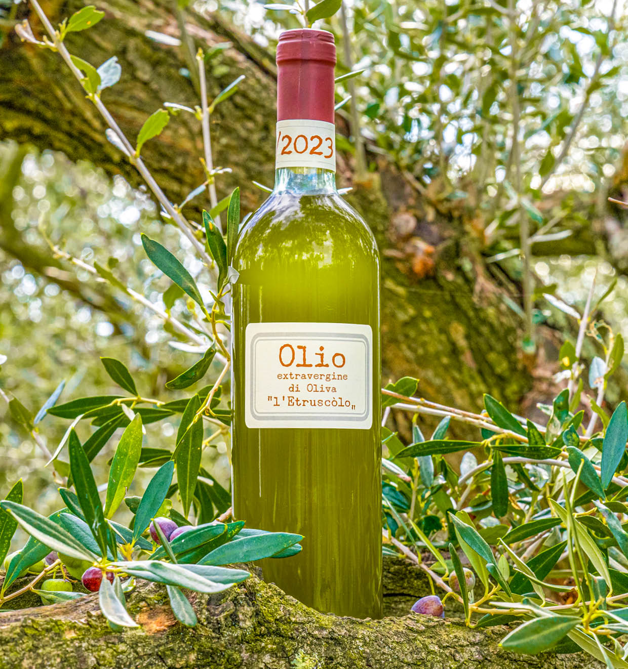 Extravergine olijfolie 2023 <br>'l' Etruscòlo'