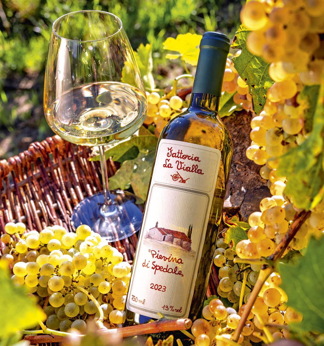 Pievina di Spedale I.G.T. 2023