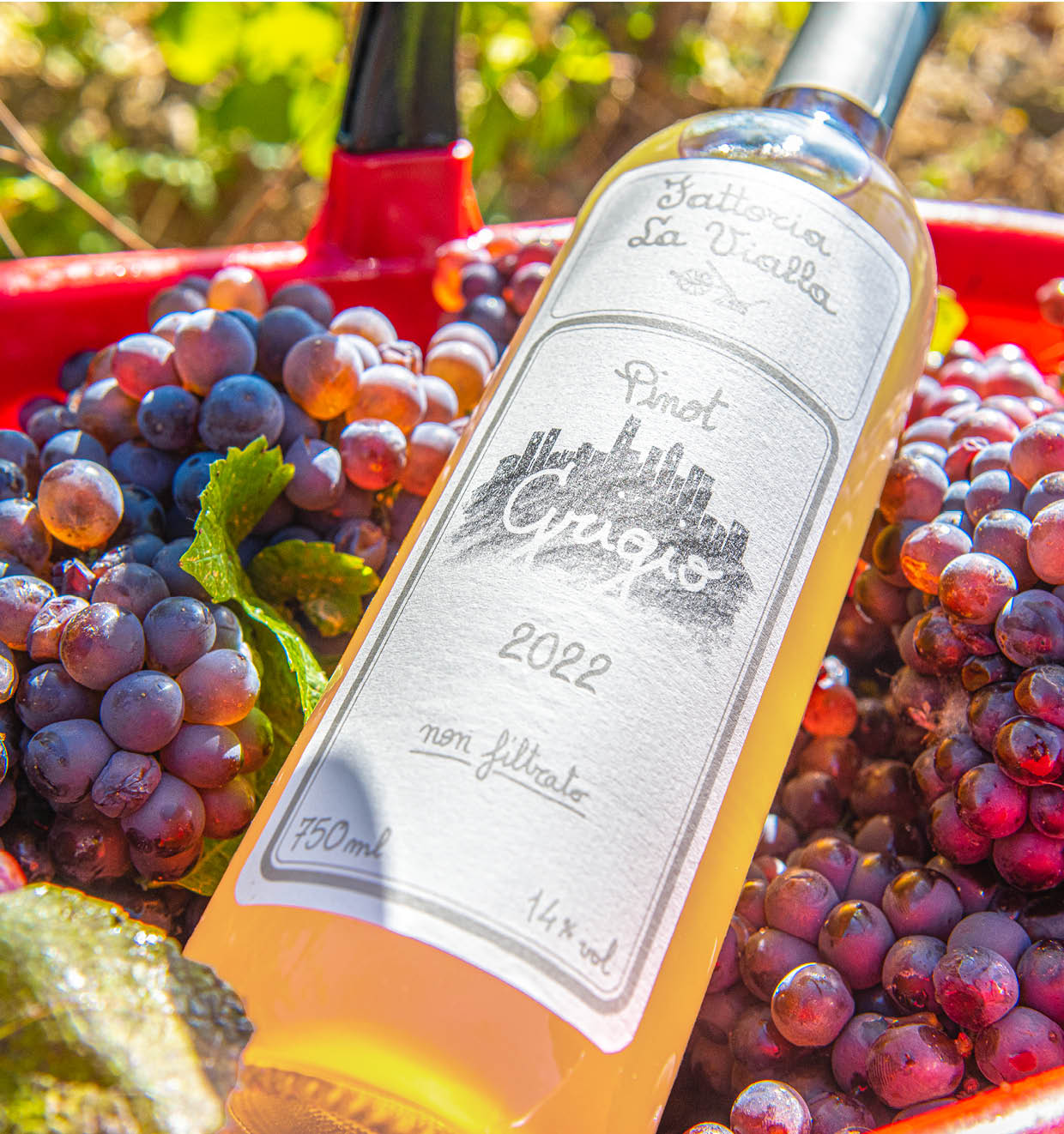 Pinot Grigio I.G.T. 2022