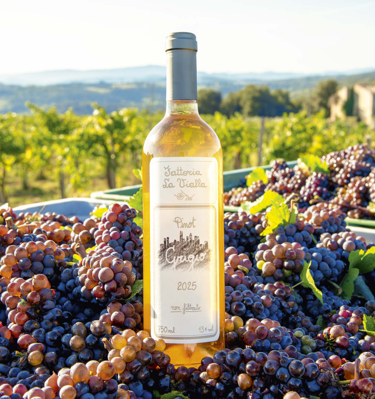 Pinot Grigio I.G.T. 2025