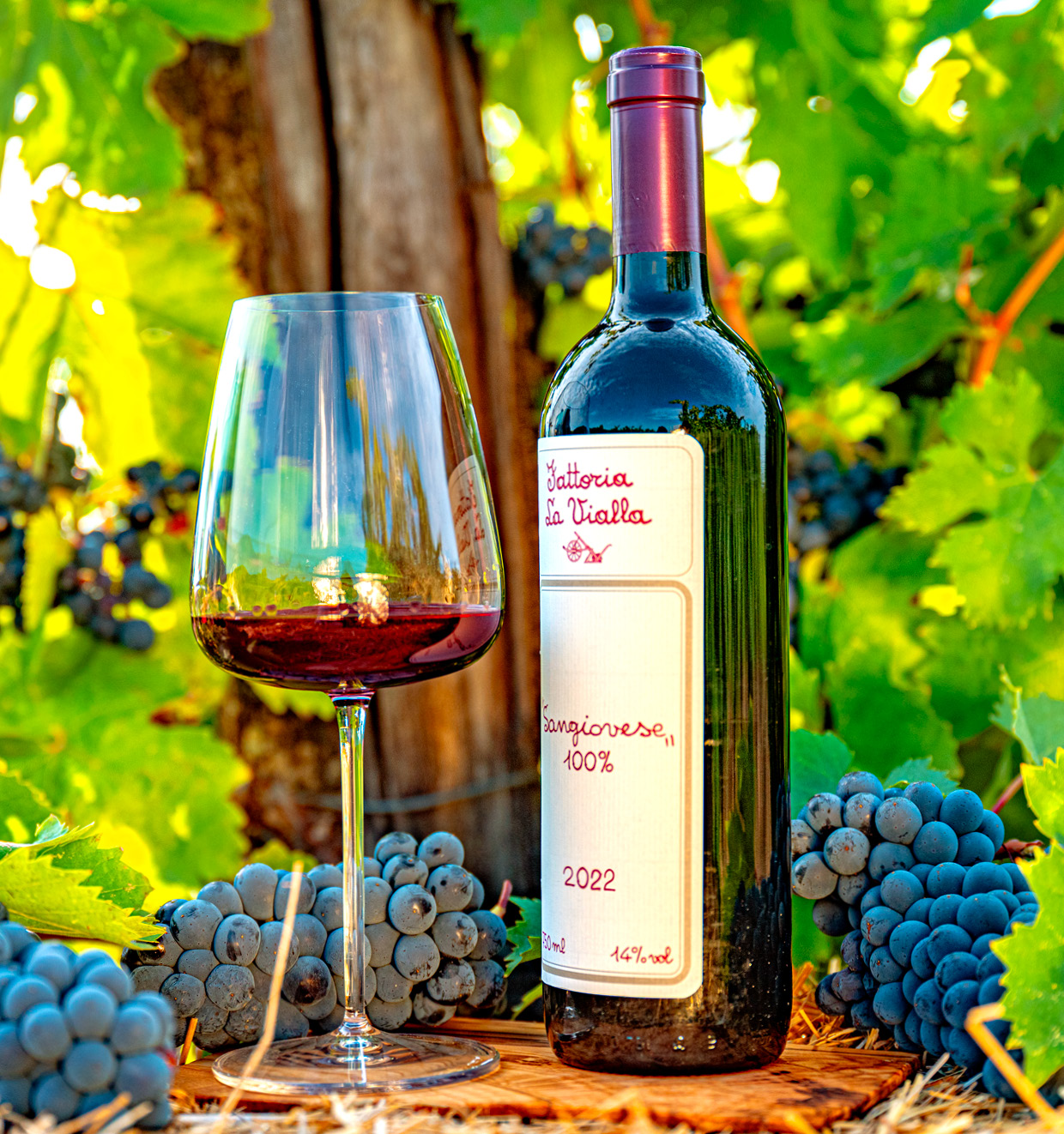 Sangiovese 100% I.G.T. 2022