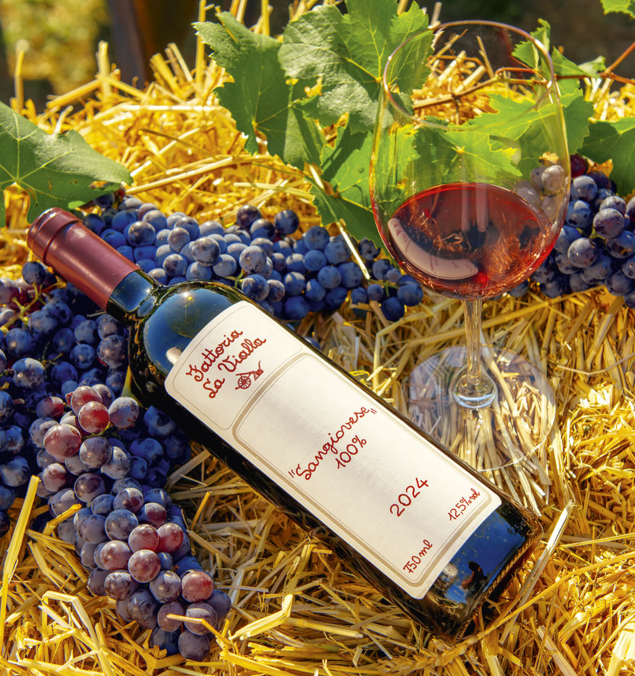 Sangiovese 100% I.G.T. 2024