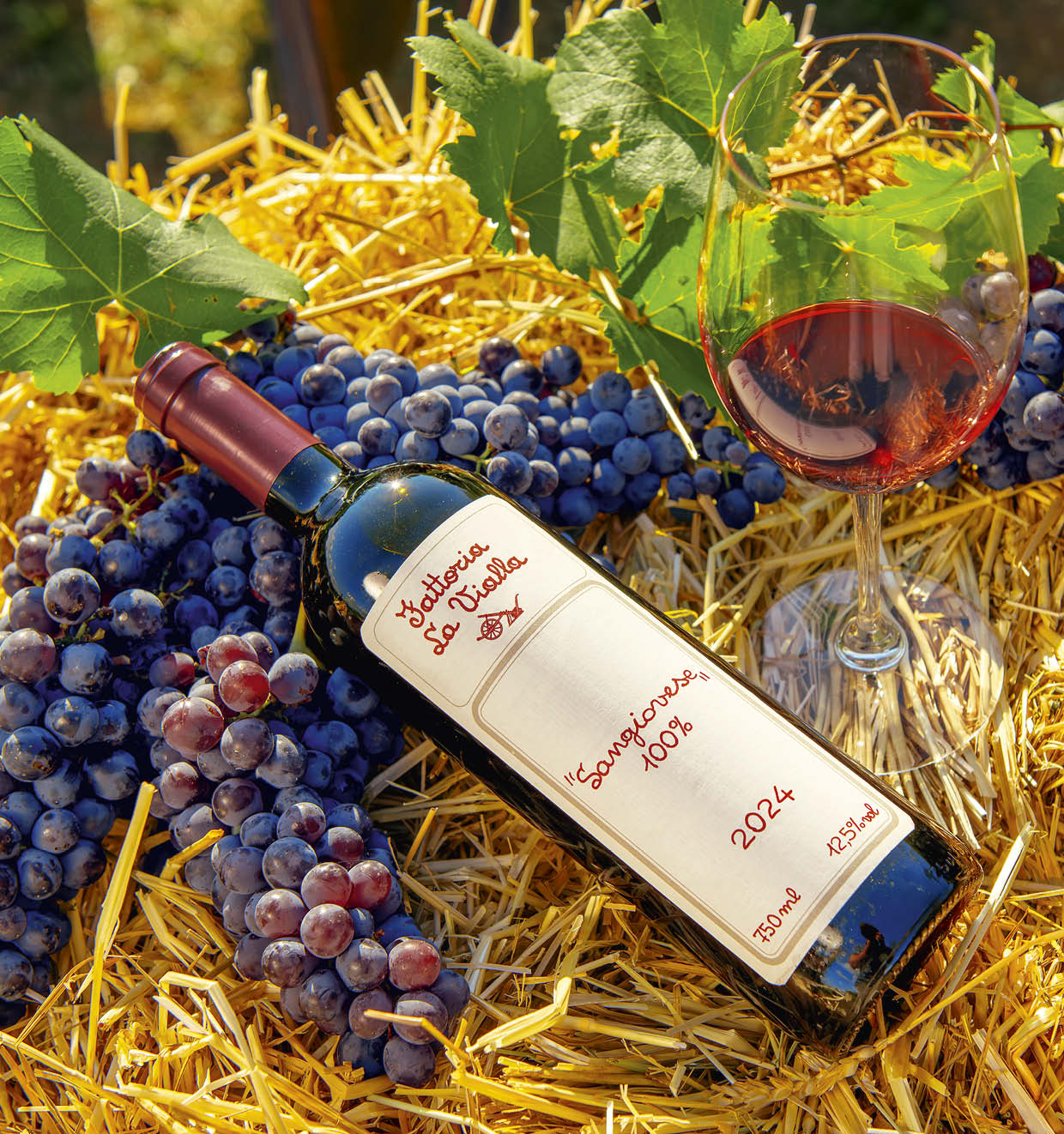Sangiovese 100% I.G.T. Toscana 2024