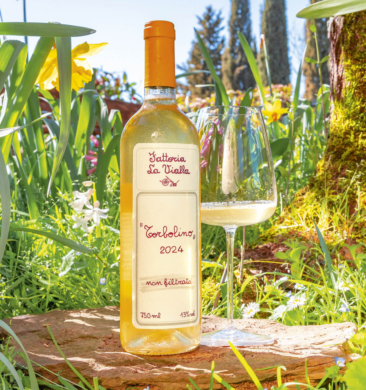 Torbolino non filtrato 2024