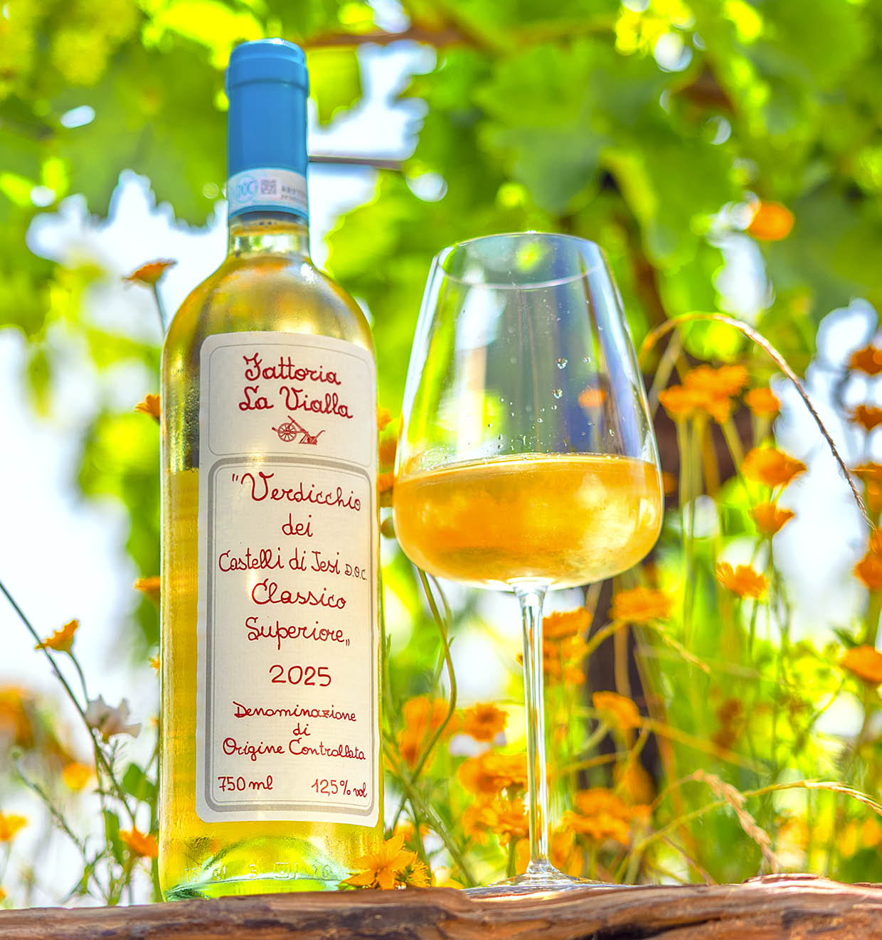 Verdicchio dei Castelli di Jesi Classico Superiore D.O.C. 2025