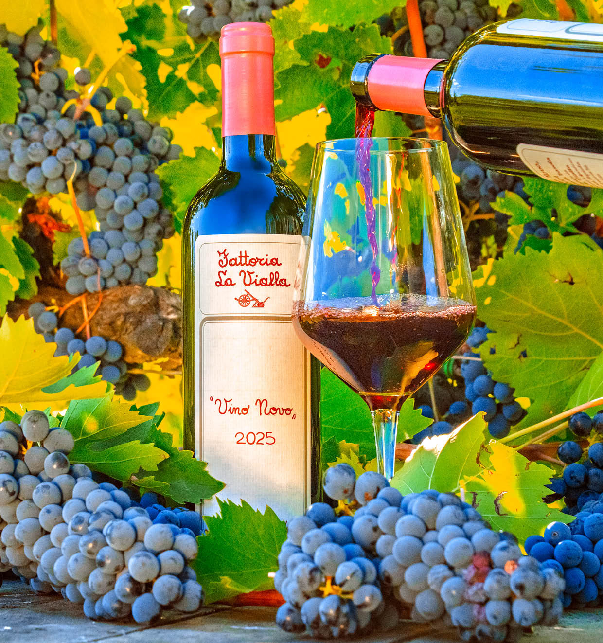 Vino Novo 2025