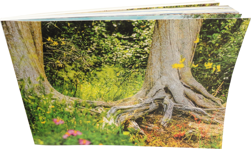 Immagine Catalogo