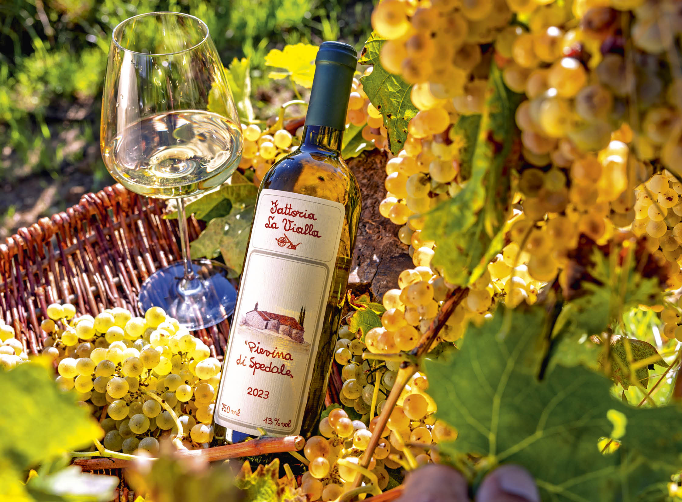 Pievina di Spedale I.G.T. 2023