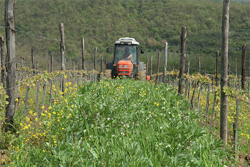 Die Gründüngung wird mit dem Traktor in die Erde eingearbeitet, eine Methode, um den Boden der Weinberge auf natürliche Weise anzureichern