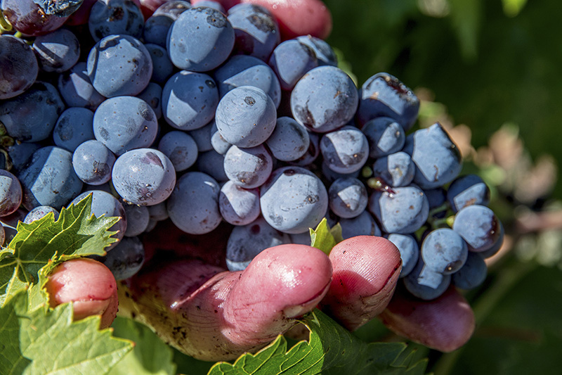 Eine vom Saft gefärbte Hand zeigt eine rote Traube mit saftigen Beeren.