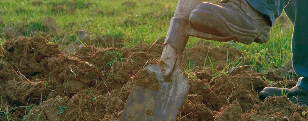 Ein Fuß sticht den Spaten in den gesunden und fruchtbaren Boden der Fattoria, der nach den Methoden der biodynamischen Landwirtschaft bewirtschaftet wird. 