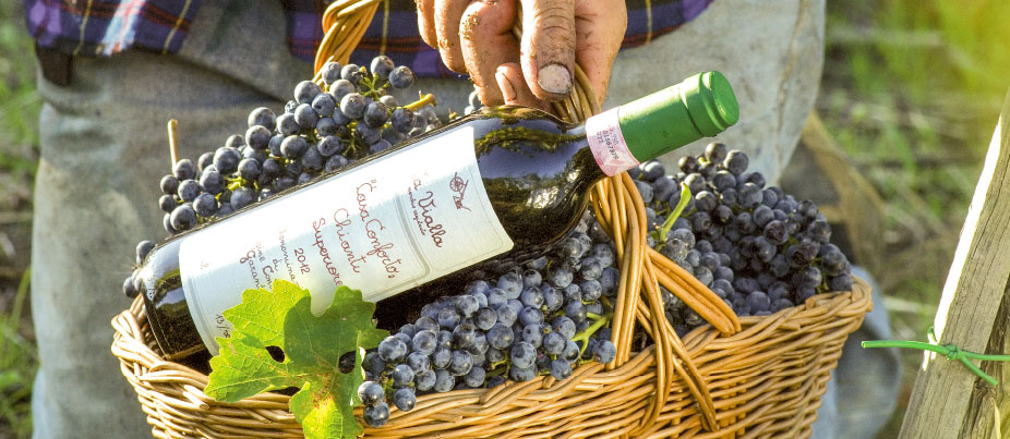 Ein Korb voller Weintrauben und eine Flasche Chianti Superiore "Casa Conforto" D.O.C.G.