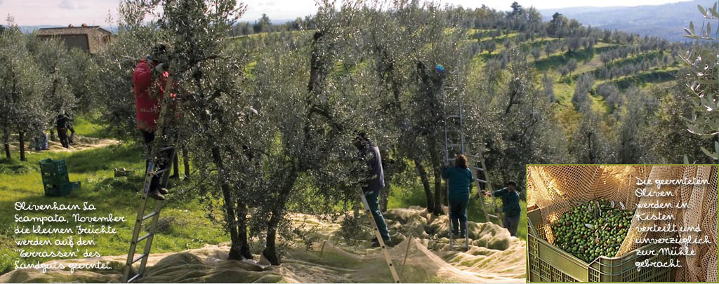 Im Olivenhain „La Scampata" werden an einem schönen sonnigen Tag Oliven geerntet.