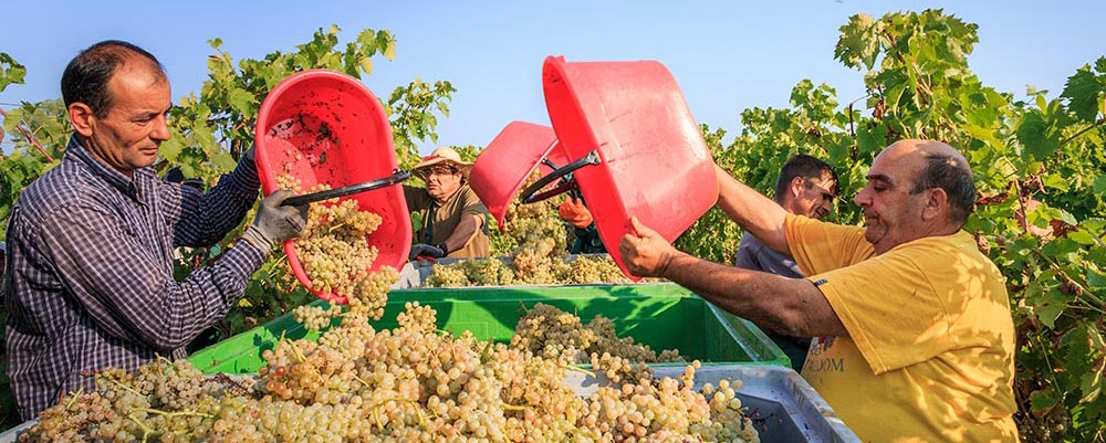Picking Sangiovese and Trebbiano grapes