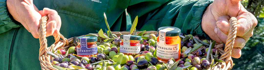 OliPhenolia 2026