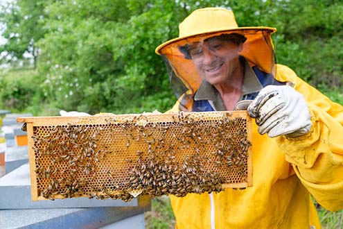 Umberto looks after La Vialla’s bees 