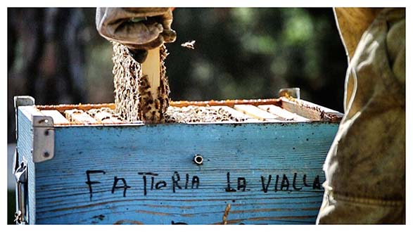 Collecting the honey