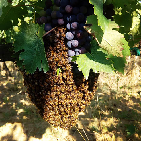 A bunch of grapes and bees