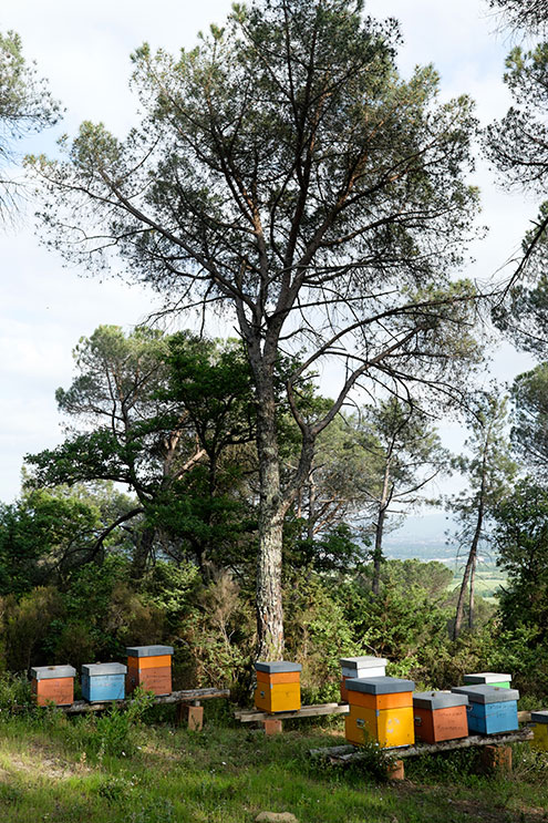 Die Bienenstöcke im Wald oberhalb vom Landhaus La Vialla 

