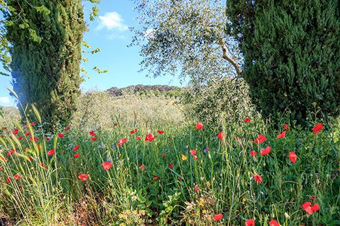 cypresses and tulips