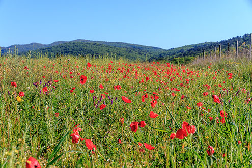 Ein Feld voller Wiesenblumen auf dem Land der Fattoria… eine köstliche ''Weide'' für die Bienen			