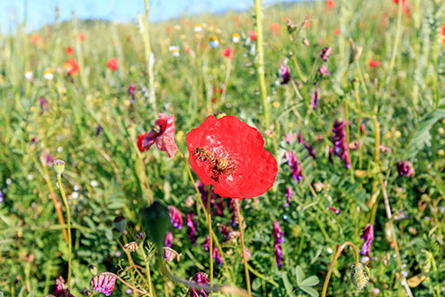 A luxuriant pasture for the bees