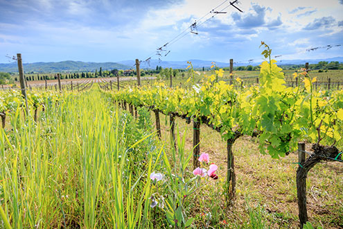 Die blühende Gründüngung im Weinberg La Greppaccia
