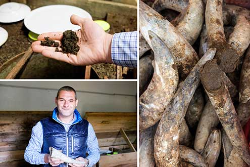 Donato Ciofini and the horn manure