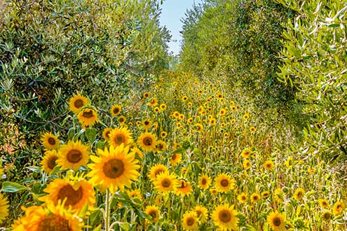 Groenbemesting met zonnebloemen in de olijfboomgaard