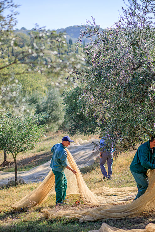 October, picking olives by hand