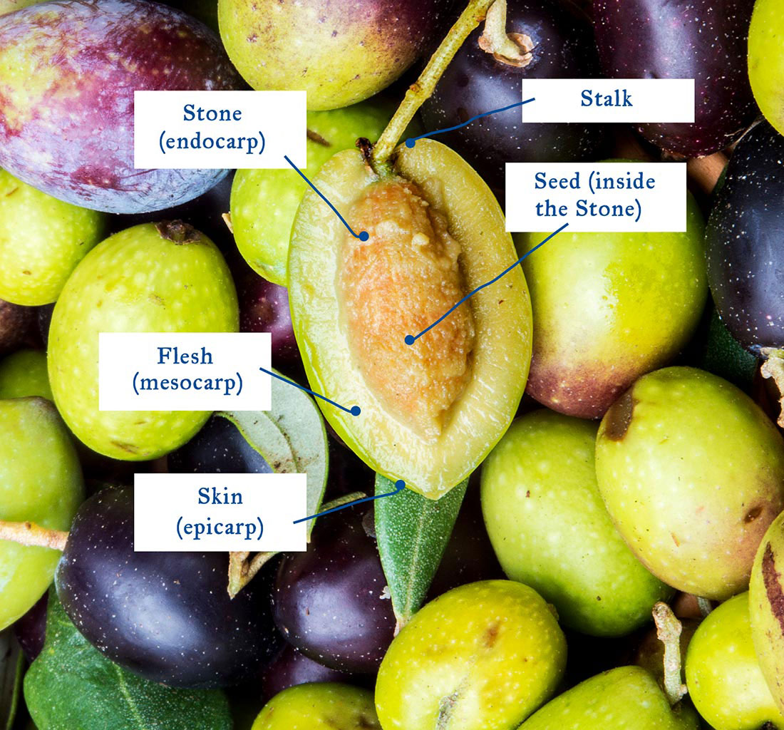 Cross section of an olive