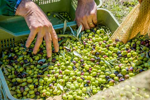 Freshly picked olives