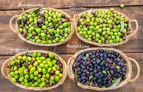 Die vier Olivensorten