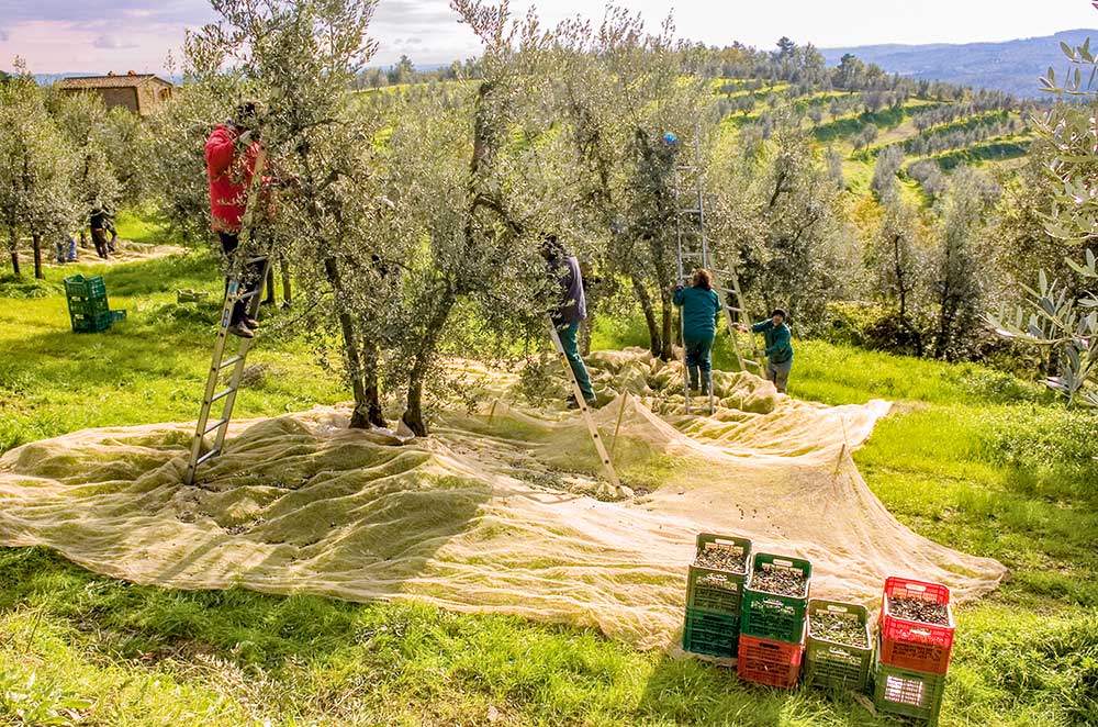 Oktober: Olivenernte