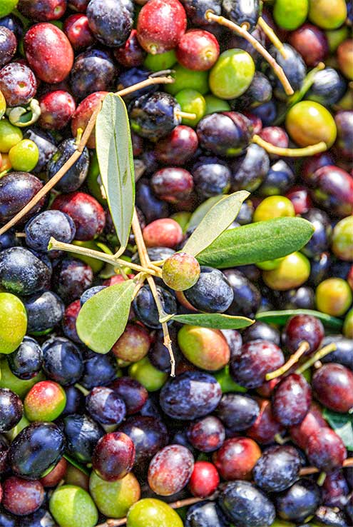 Organic and biodynamic olives from La Vialla