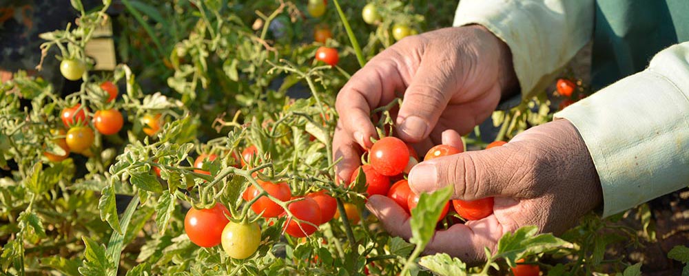 Bombolini tomatoes – full of flavour and healthy