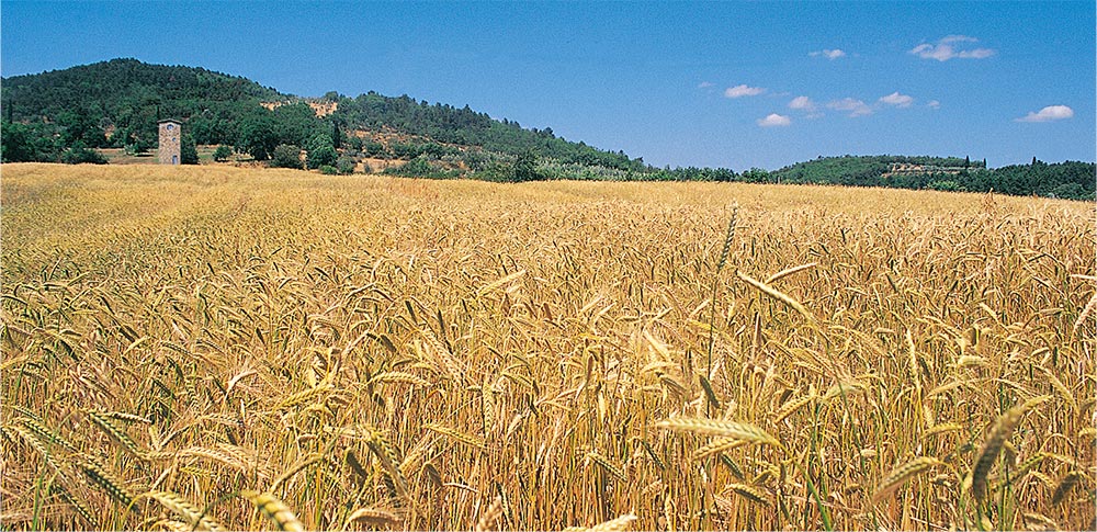 The field with ancient durum wheat varieties