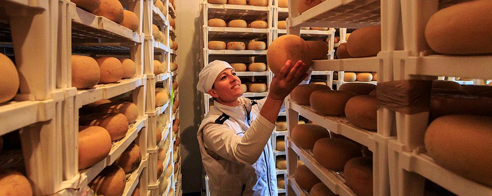 Valentina checks the ageing cheeses