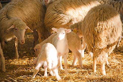 The lambs are happy on fresh straw 