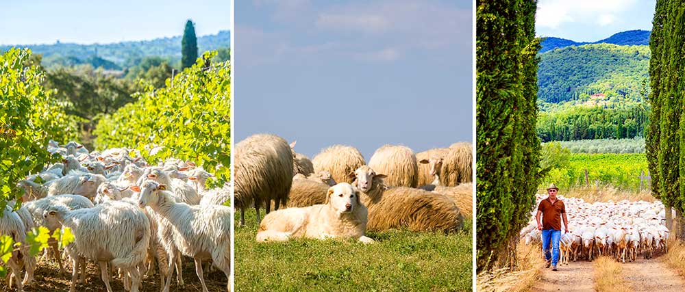 Sheep grazing outdoors in spring