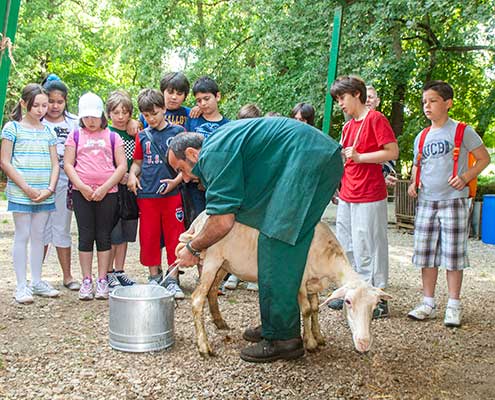 Een schaap wordt liefdevol met de hand gemolken