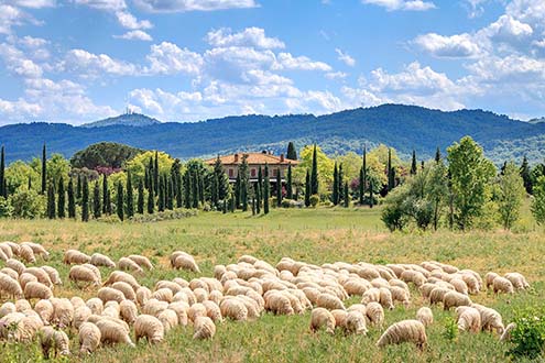 A pasture near Casa Conforto farmstead