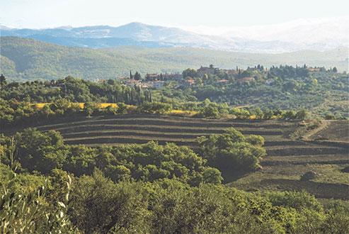 Die Terrassierungen des Weinbergs Casa Rossa