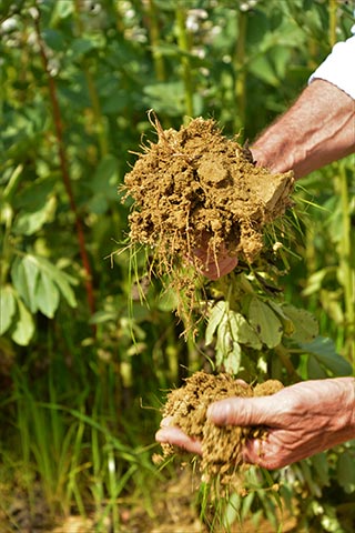 Die Böden der Fattoria sind dank der biodynamischen Behandlungen fruchtbar und nährstoffreich.