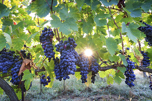 Trossen rijpe sangiovese-druiven